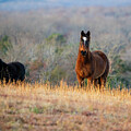Arkansas Curious Horses