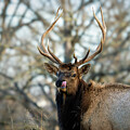 Boxley Bull Elk Tongue