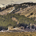 Elk in the Tetons