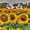 Kansas Sunflower Field