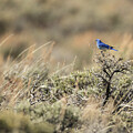 Mountain Bluebird - Wyoming