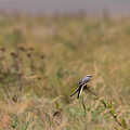 Oklahoma Sissortail Flycatcher