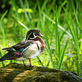 Wood Duck in the Reeds